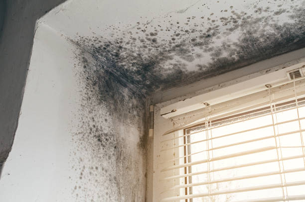Affordable Hvac And Air Duct Mold Remediation solutions in Saxapahaw, NC